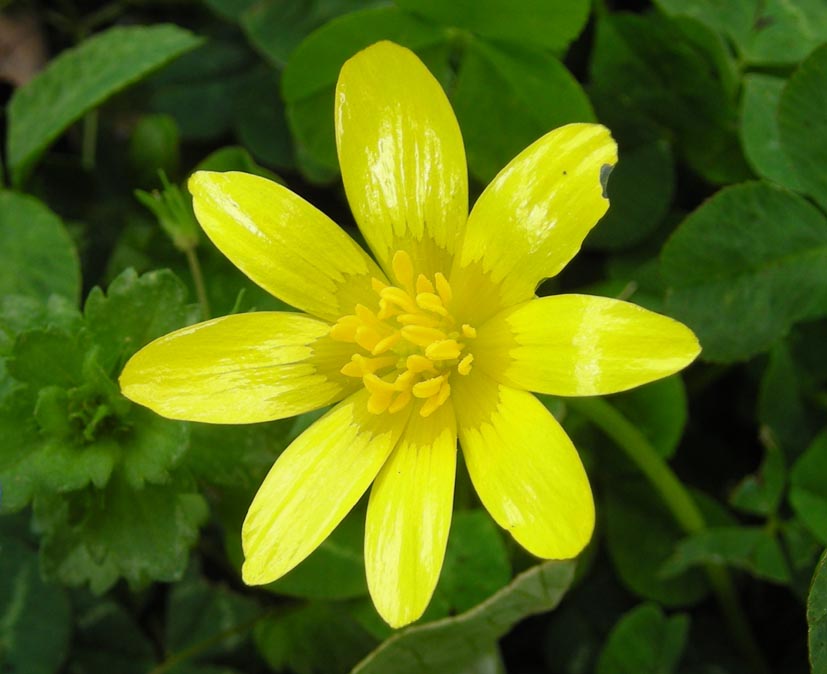 Ficaria verna (ex Ranunculus ficaria)